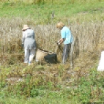 Coyendo la escanda en Llanos (4)